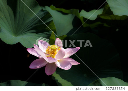 為初夏的清晨著色的純蓮花 127883854