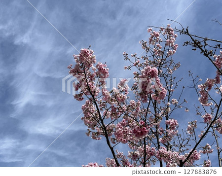 Pink cherry blossoms shining in the blue sky 127883876