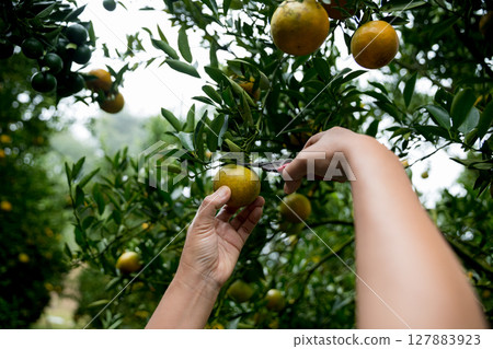 Business farm ripe orange concept farmer hand pick nature fruit citrus orchard mandarin tree growing organic lush leaves background green vibrant garden crop leaf laden branches plant close up growth 127883923