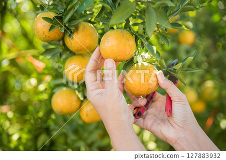 Business farm ripe orange concept farmer hand pick nature fruit citrus orchard mandarin tree growing organic lush leaves background green vibrant garden crop leaf laden branches plant close up growth Business farm ripe orange concept farmer hand pick nature fruit citrus orchard mandarin tree growing organic lush leaves background green vibrant garden crop leaf laden branches plant close up growth 127883932