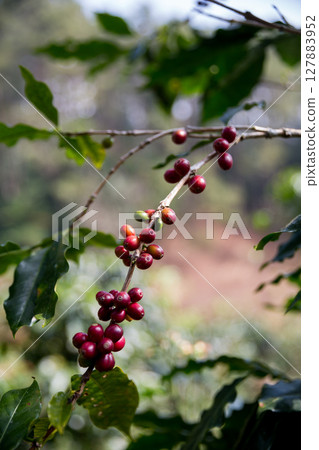 Farmer concept harvest ripe coffee seed robusta arabica berry close up fresh green leaf bean picking orange crop red yellow berries raw plant tree smart farm growth blur background eco organic garden Farmer concept harvest ripe coffee seed robusta arabica berry close up fresh green leaf bean picking orange crop red yellow berries raw plant tree smart farm growth blur background eco organic garden 127883952