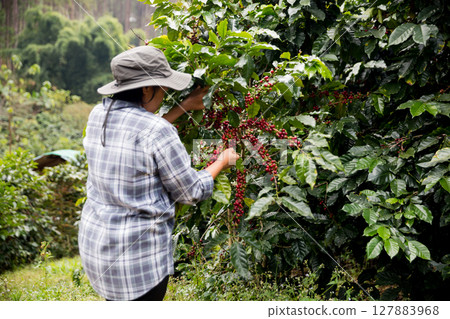 Farmer concept hand harvest ripe coffee seed robusta arabica berry close up fresh green leaf bean picking orange crop red yellow berries raw plant tree farm growth blur background eco organic garden 127883968