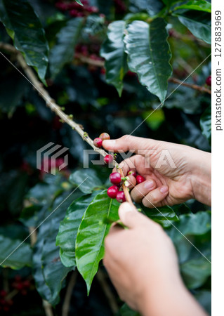 Farmer concept hand harvest ripe coffee seed robusta arabica berry close up fresh green leaf bean picking orange crop red yellow berries raw plant tree farm growth blur background eco organic garden 127883969