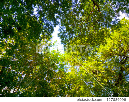 Green Canopy Calm 127884096