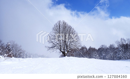 滑雪勝地樹 127884160