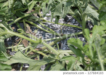 Watermelon crack disease Watermelon crack disease 127884183