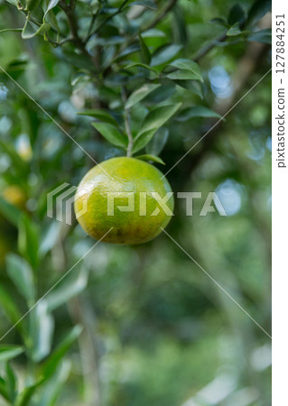 Business concept nature revolves around citrus orchard orange tree are growing, vibrant fruit organic lush leaves creating stunning background, green garden of thriving crop ripe laden with branches 127884251