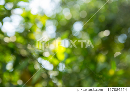 Business concept nature revolves around citrus orchard orange tree are growing, vibrant fruit organic lush leaves creating stunning background, green blur garden of thriving crop ripe laden branches Business concept nature revolves around citrus orchard orange tree are growing, vibrant fruit organic lush leaves creating stunning background, green blur garden of thriving crop ripe laden branches 127884254