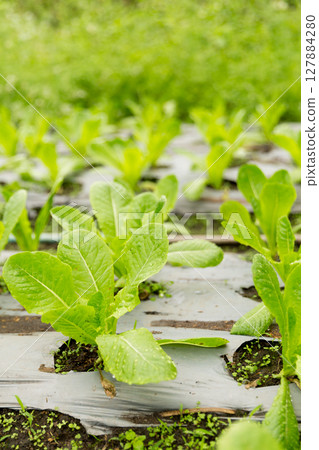 Smart farming techniques hydroponic salad vegetables red oak green lettuce ensuring fresh sustainable produce fresh produce sustainable agriculture promotes healthy eating support local community. 127884280