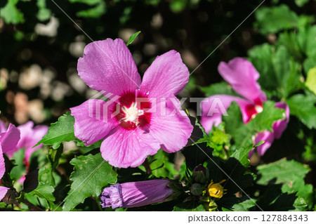 Pink flowers of Hibiscus moscheutos plant close-up. Hibiscus moscheutos, swamp hibiscus, 127884343