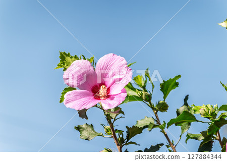Pink flowers of Hibiscus moscheutos plant close-up. Hibiscus moscheutos, swamp hibiscus, Pink flowers of Hibiscus moscheutos plant close-up. Hibiscus moscheutos, swamp hibiscus, 127884344