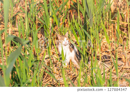 A beautiful fluffy gray cat walks on a green lawn in the sunset light. 127884347