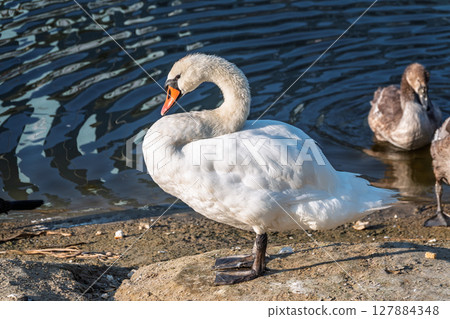 Wild swans with their offspring on a pond in the reeds. Incredibly beautiful nature and birds. Wild swans with their offspring on a pond in the reeds. Incredibly beautiful nature and birds. 127884348