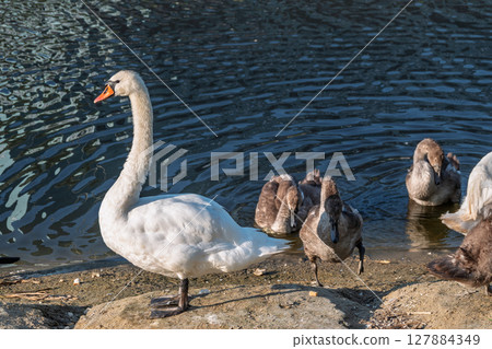 Wild swans with their offspring on a pond in the reeds. Incredibly beautiful nature and birds. Wild swans with their offspring on a pond in the reeds. Incredibly beautiful nature and birds. 127884349