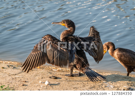 Great cormorant, Phalacrocorax carbo, sits on stone and dries its wings on the wind. Great cormorant, Phalacrocorax carbo, sits on stone and dries its wings on the wind. 127884350