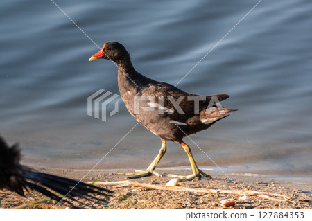 The common moorhen, black and brown bird with red and yellow beak and green legs, walking on dry leaves seeking for food. 127884353