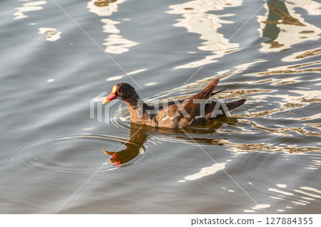 A black moorhen swims calmly across the surface of a lake. Gallinula chloropus (Moorhen) swimming in water, a common bird found in wetland areas across Europe. A black moorhen swims calmly across the surface of a lake. Gallinula chloropus (Moorhen) swimming in water, a common bird found in wetland areas across Europe. 127884355