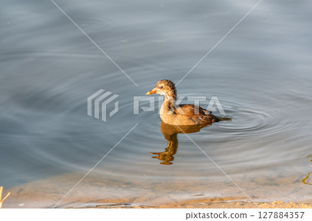 Juvenile Moorhen Chicks Swimming in Natural Wetland Habitat 127884357