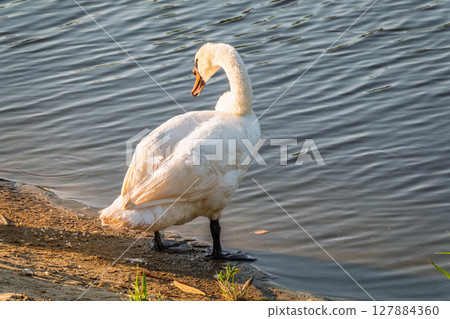 Graceful white Swan with a red beak stands on the bank of a pond 127884360