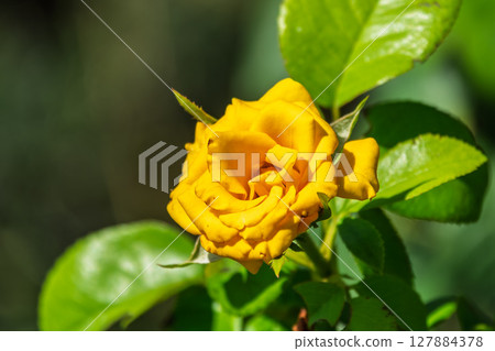 Close-up of a yellow rose on green background Close-up of a yellow rose on green background 127884378