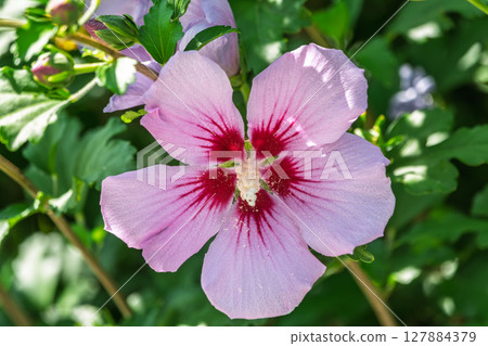 Pink flowers of Hibiscus moscheutos plant close-up. Hibiscus moscheutos, swamp hibiscus, 127884379