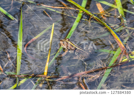 A large green frog sits in the marsh. 127884380