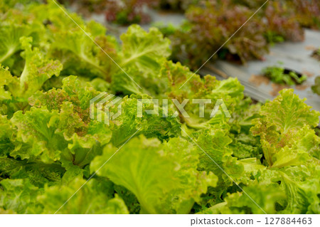 Smart farming techniques hydroponic salad vegetables red oak green lettuce ensuring fresh sustainable produce fresh produce sustainable agriculture promotes healthy eating support local community. Smart farming techniques hydroponic salad vegetables red oak green lettuce ensuring fresh sustainable produce fresh produce sustainable agriculture promotes healthy eating support local community. 127884463