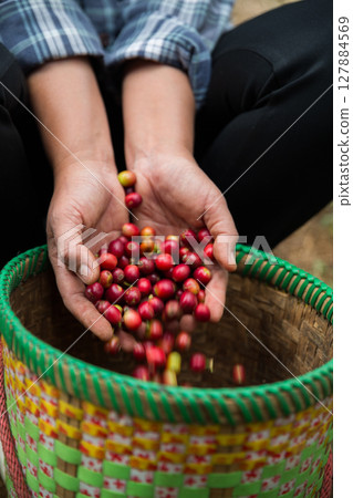Farmer concept hand harvest ripe coffee seed robusta arabica berry close up fresh green leaf bean picking orange crop red yellow berries raw plant tree farm growth blur background eco organic garden 127884569