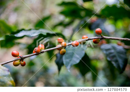 Farmer concept harvest ripe coffee seed robusta arabica berry close up fresh green leaf bean picking orange crop red yellow berries raw plant tree smart farm growth blur background eco organic garden 127884570