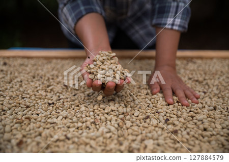 Farmer concept hand harvest ripe coffee seed robusta arabica berry close up fresh green leaf bean picking orange crop red yellow berries raw plant tree farm growth blur background eco organic garden Farmer concept hand harvest ripe coffee seed robusta arabica berry close up fresh green leaf bean picking orange crop red yellow berries raw plant tree farm growth blur background eco organic garden 127884579