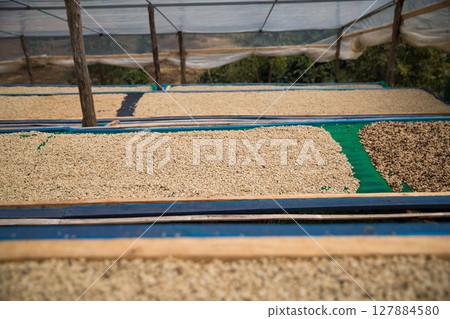 Farmer concept harvest ripe coffee seed robusta arabica berry close up fresh green leaf bean picking orange crop red yellow berries raw plant tree smart farm growth blur background eco organic garden Farmer concept harvest ripe coffee seed robusta arabica berry close up fresh green leaf bean picking orange crop red yellow berries raw plant tree smart farm growth blur background eco organic garden 127884580