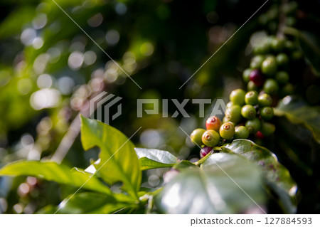 Farmer concept harvest ripe coffee seed robusta arabica berry close up fresh green leaf bean picking orange crop red yellow berries raw plant tree smart farm growth blur background eco organic garden 127884593