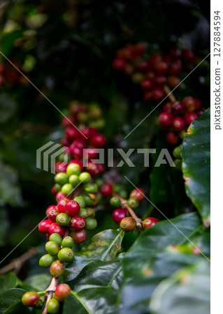 Farmer concept harvest ripe coffee seed robusta arabica berry close up fresh green leaf bean picking orange crop red yellow berries raw plant tree smart farm growth blur background eco organic garden 127884594