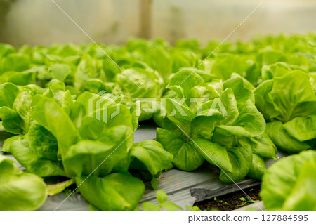 Smart farming techniques hydroponic salad vegetables red oak green lettuce ensuring fresh sustainable produce fresh produce sustainable agriculture promotes healthy eating support local community. 127884595
