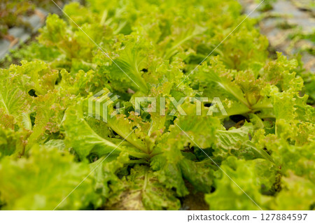 Smart farming techniques hydroponic salad vegetables red oak green lettuce ensuring fresh sustainable produce fresh produce sustainable agriculture promotes healthy eating support local community. 127884597