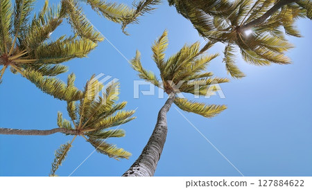 Palm trees shining in the blue sky Palm trees shining in the blue sky 127884622
