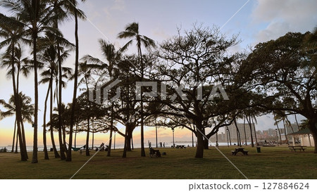 Park with palm trees Park with palm trees 127884624