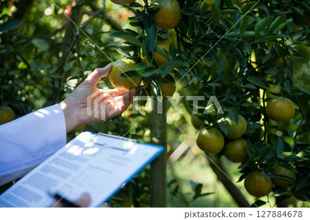 Business farm ripe orange concept farmer hand pick nature fruit citrus orchard mandarin tree growing organic lush leaves background green vibrant garden crop leaf laden branches plant close up growth Business farm ripe orange concept farmer hand pick nature fruit citrus orchard mandarin tree growing organic lush leaves background green vibrant garden crop leaf laden branches plant close up growth 127884678