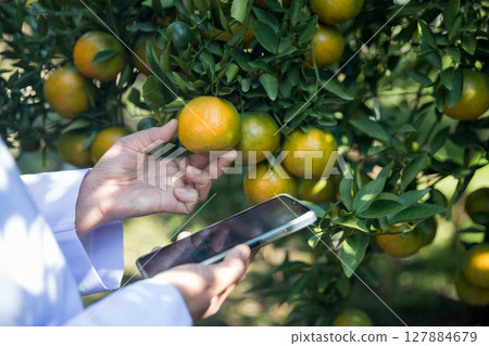 Business farm ripe orange concept farmer hand pick nature fruit citrus orchard mandarin tree growing organic lush leaves background green vibrant garden crop leaf laden branches plant close up growth 127884679