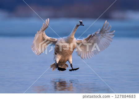 Mute swan flies gracefully over calm waters in the evening light 127884683