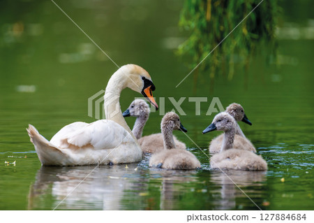 Mute swan with baby. Cygnets on summer day in calm water. Bird in the nature habitat 127884684