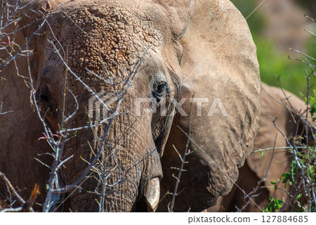 Close up view Elephant. Wild animal portrait in the nature habitat 127884685