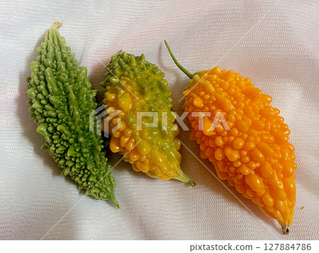 苦瓜收穫了。自家菜園裡收穫的完全成熟的苦瓜。 127884786