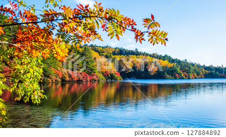Shirakoma pond in autumn 127884892