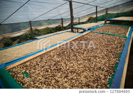 Farmer concept harvest ripe coffee seed robusta arabica berry close up fresh green leaf bean picking orange crop red yellow berries raw plant tree smart farm growth blur background eco organic garden 127884893