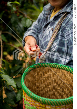 Farmer concept hand harvest ripe coffee seed robusta arabica berry close up fresh green leaf bean picking orange crop red yellow berries raw plant tree farm growth blur background eco organic garden Farmer concept hand harvest ripe coffee seed robusta arabica berry close up fresh green leaf bean picking orange crop red yellow berries raw plant tree farm growth blur background eco organic garden 127884894