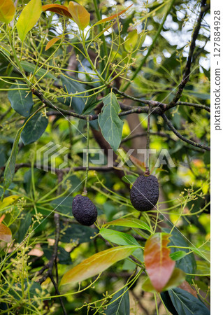 Smart avocado farming techniques hydroponic salad vegetables green ensuring fresh sustainable produce blur agriculture promotes healthy eating support farmer living local community non gmo hand pick 127884928