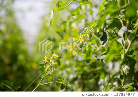 Smart farming techniques hydroponic salad vegetables technology tomato red green ensuring fresh sustainable produce agriculture promotes healthy eating support farmer living local community non gmo 127884977