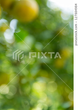 Business concept nature revolves around citrus orchard orange tree are growing, vibrant fruit organic lush leaves creating stunning background, green blur garden of thriving crop ripe laden branches Business concept nature revolves around citrus orchard orange tree are growing, vibrant fruit organic lush leaves creating stunning background, green blur garden of thriving crop ripe laden branches 127884984