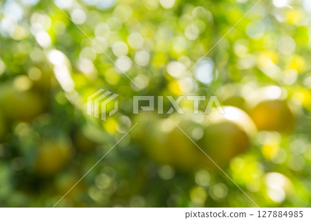 Business concept nature revolves around citrus orchard orange tree are growing, vibrant fruit organic lush leaves creating stunning background, green blur garden of thriving crop ripe laden branches Business concept nature revolves around citrus orchard orange tree are growing, vibrant fruit organic lush leaves creating stunning background, green blur garden of thriving crop ripe laden branches 127884985